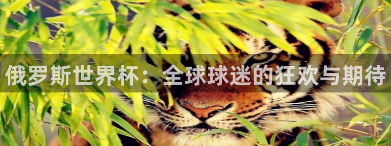 世界杯 赛程：俄罗斯世界杯：全球球迷的狂欢与期待